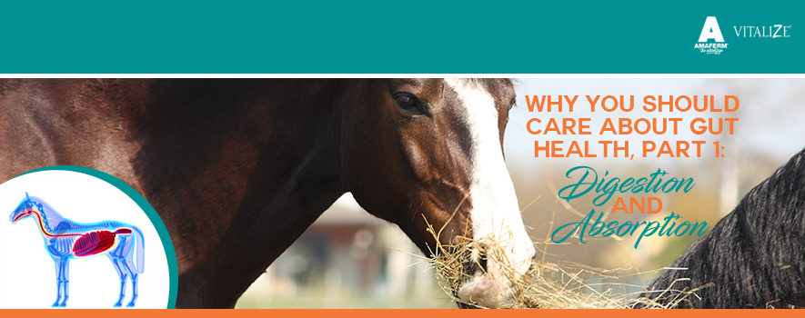 Why You Should Care About Gut Health In Horses, Part 1: Digestion 