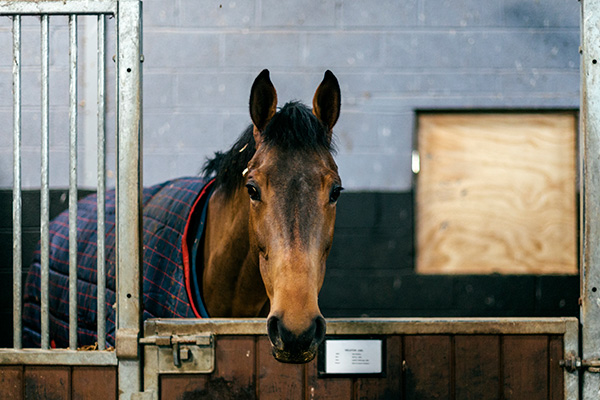 Stable Blanket