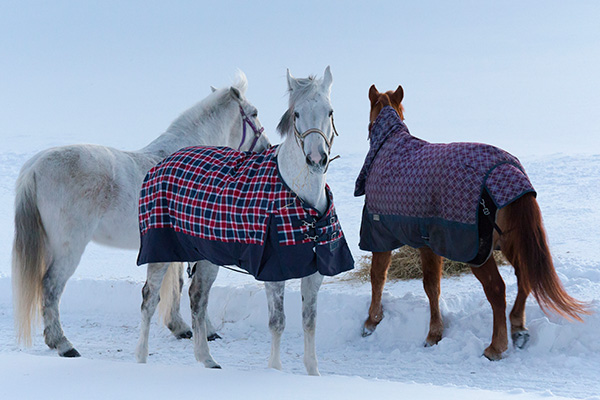 Turnout Blanket Group