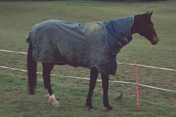 Turnout Blanket with Neck Piece