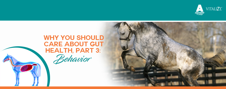 Why You Should Care About Gut Health, Part 3: Behavior - Vitalize