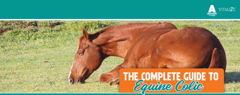 A Complete Guide to Equine Colic Vitalize