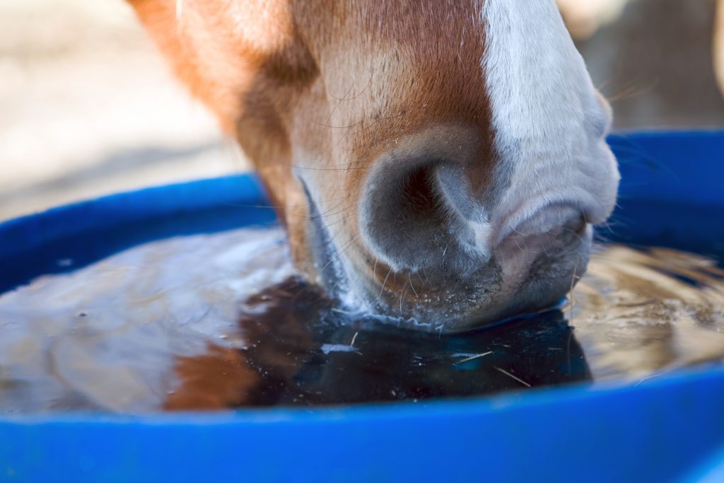 Signs of Heat Stress in Horses