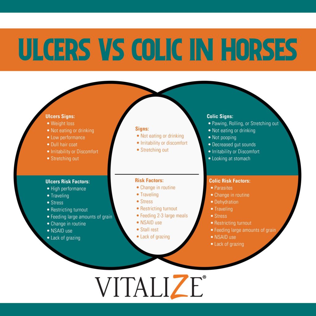 Gastric Ulcers in Horses: Signs, Symptoms, and Care for Gastric Ulcers -  Vitalize