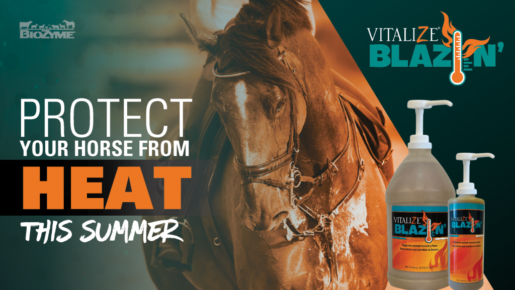 How To Prevent Heat Stress in Horses During Summer 