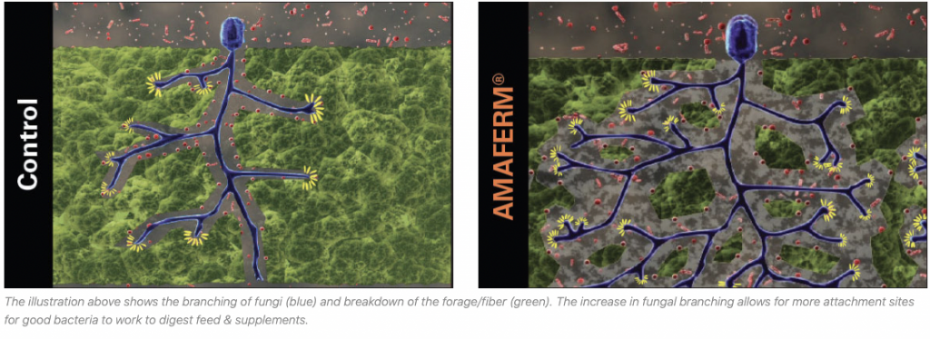 Amaferm research proven equine horse supplement additive digestion