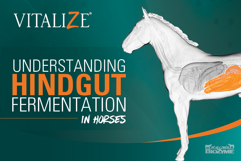 Understanding Hindgut Fermentation in Horses Vitalize