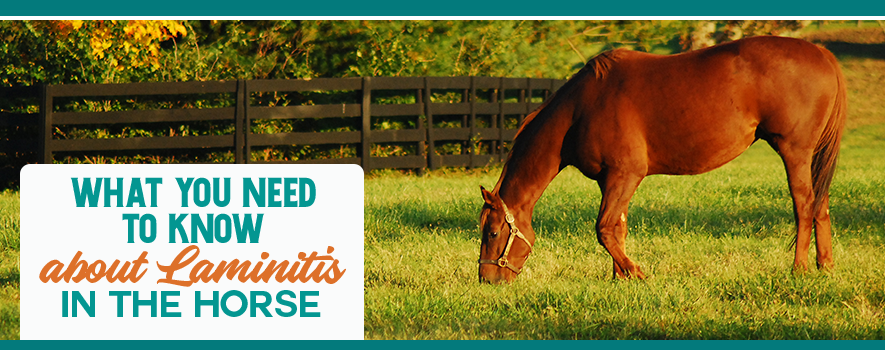 Laminitis in horses, Understanding NSC Content in Horse Feed and Supplements 