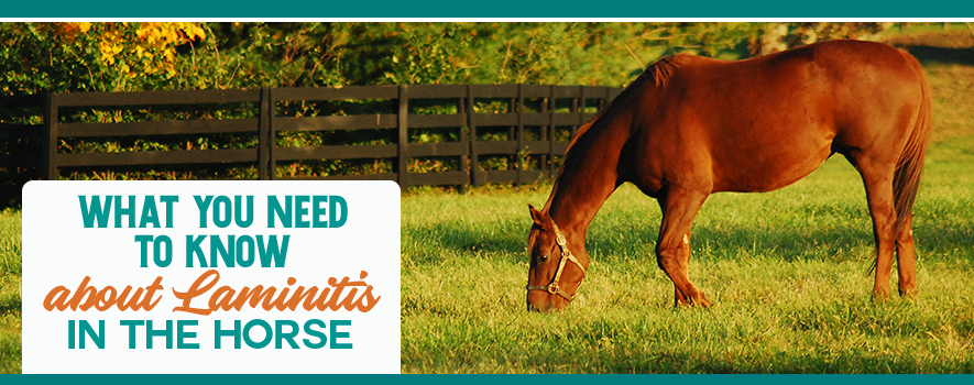 Understanding NSC Content in Horse Feed and Supplements - Vitalize