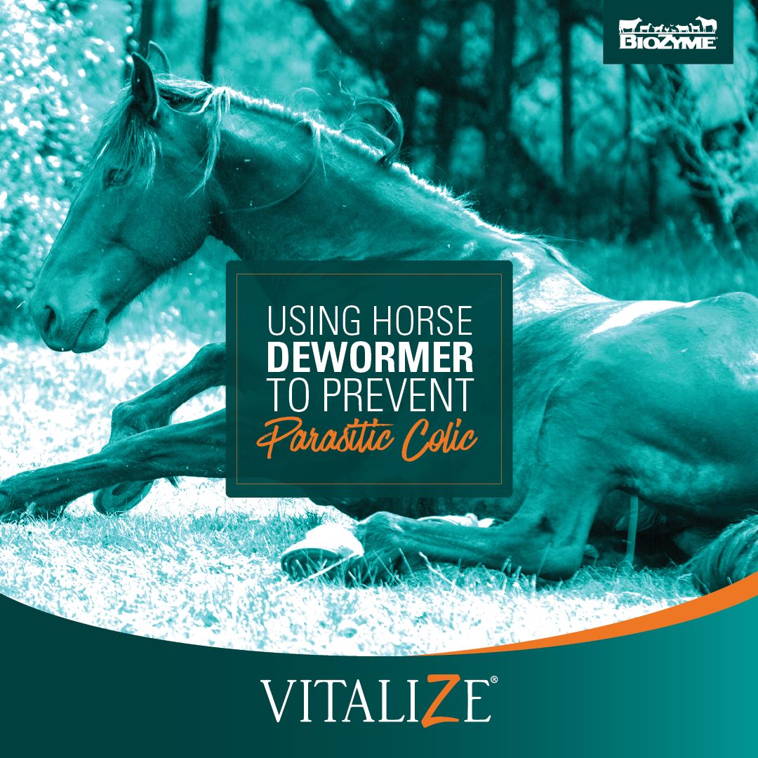 Using Horse Dewormer to Prevent Parasitic Colic Vitalize