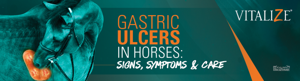 Gastric Ulcers in Horses: Signs, Symptoms, and Care for Gastric Ulcers  