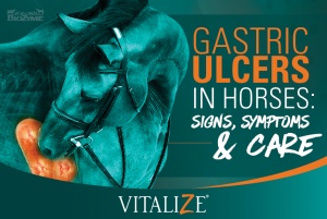 Gastric Ulcers in Horses: Signs, Symptoms, and Care for Gastric Ulcers  