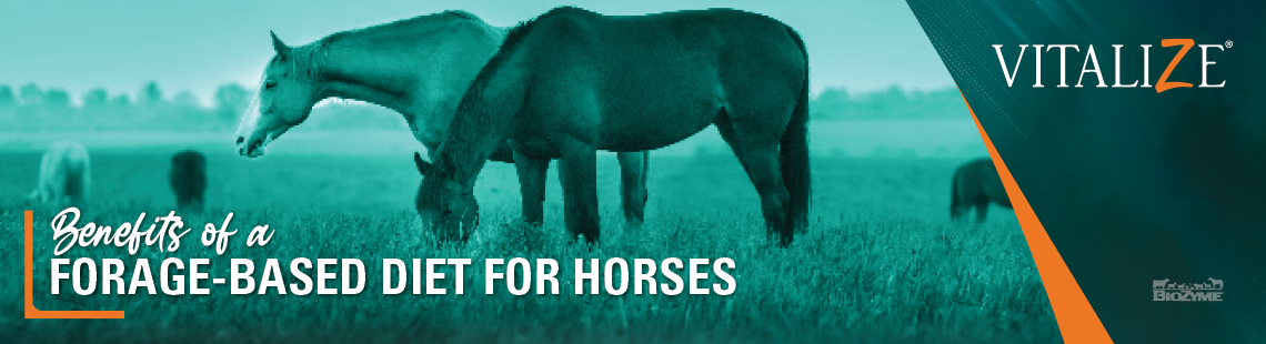 forage-based diet for horses