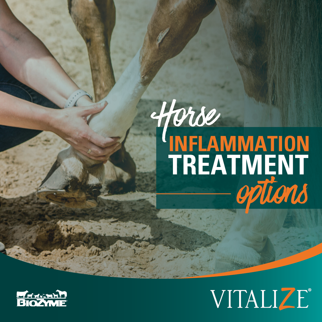 Horse Inflammation Treatment Options are Varied Vitalize
