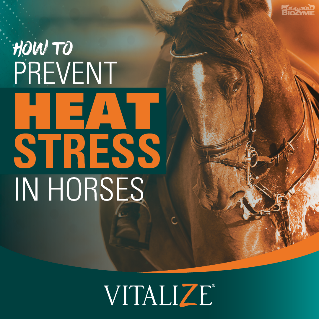 How to Prevent Heat Stress in Horses - Vitalize