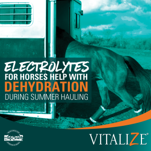 electrolytes for horses