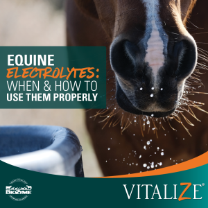 equine electrolytes