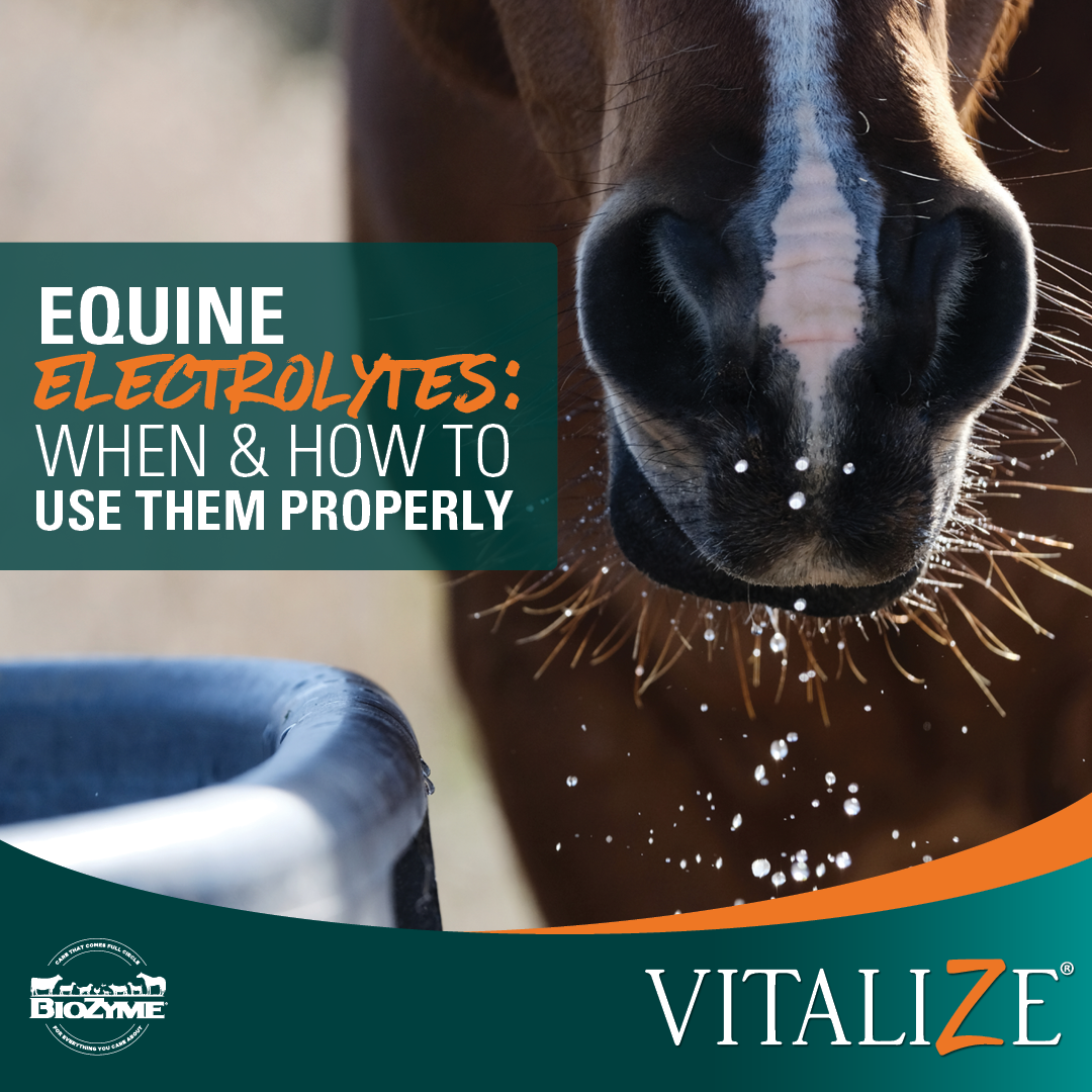 Equine Electrolytes: When & How to Use Them Properly - Vitalize