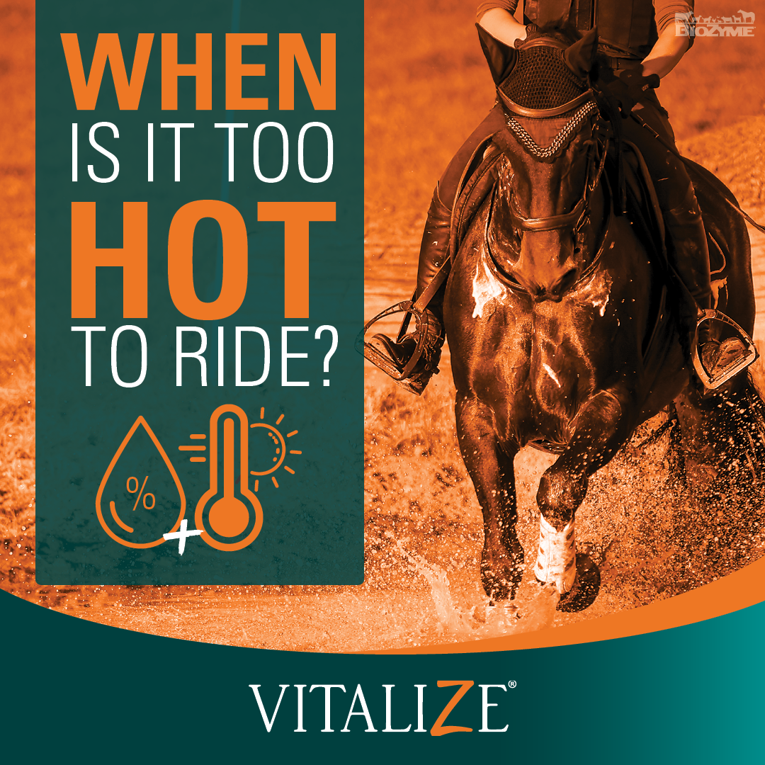 when-is-it-too-hot-to-ride-a-horse-vitalize