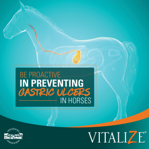 gastric ulcers in horses