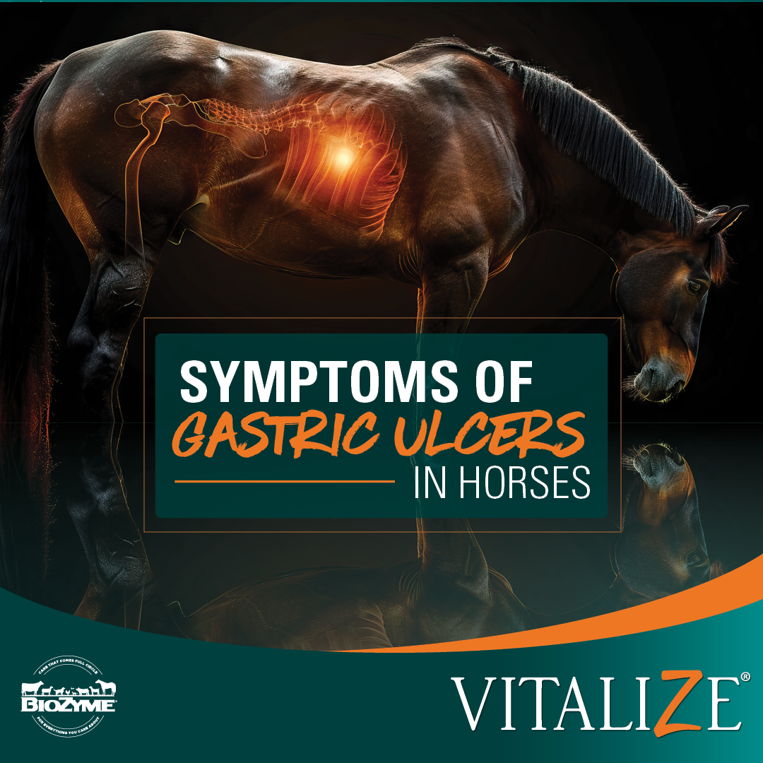 Symptoms of Gastric Ulcers in Horses - Vitalize