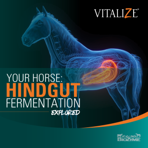 horse hindgut fermentation