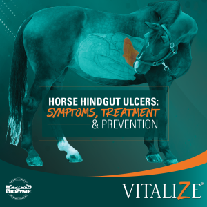 horse hindgut ulcers