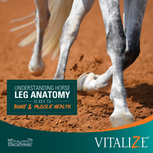 horse leg anatomy