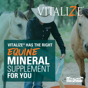 equine mineral supplement