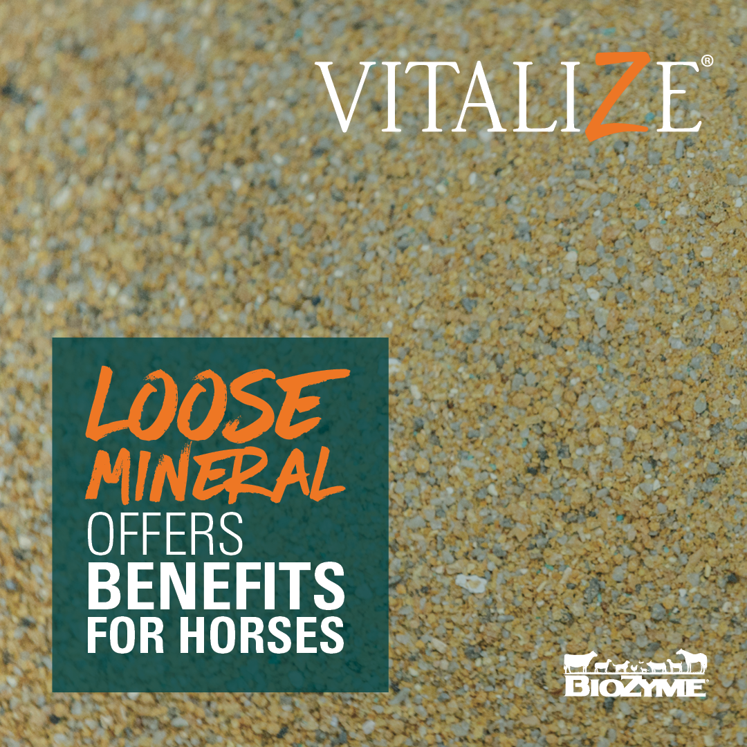 Loose Mineral For Horses Archives Vitalize loose-mineral-for-horses-archives-vitalize