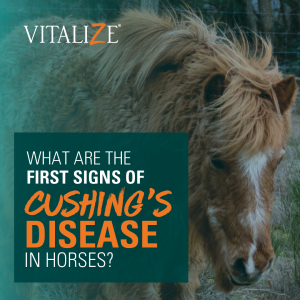 What are the First Signs of Cushing's Disease in Horses