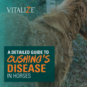 Cushing's disease in horses