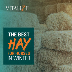 best hay for horses in winter