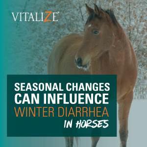 winter diarrhea in horses