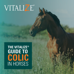 Colic in horses