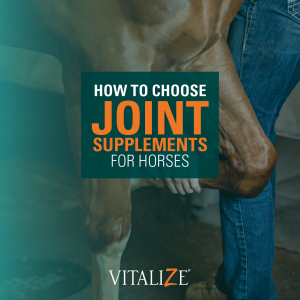 joint supplements for horses