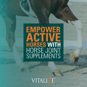 horse joint supplements