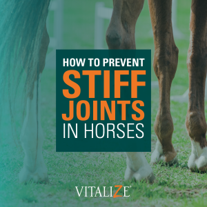 stiff joints in horses