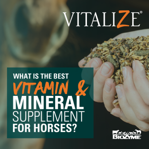 best vitamin and mineral supplement for horses